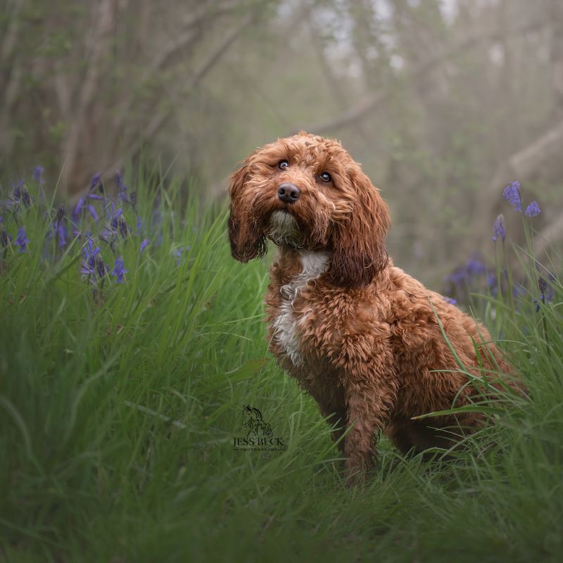 Keepers Cottages Dog Bluebells