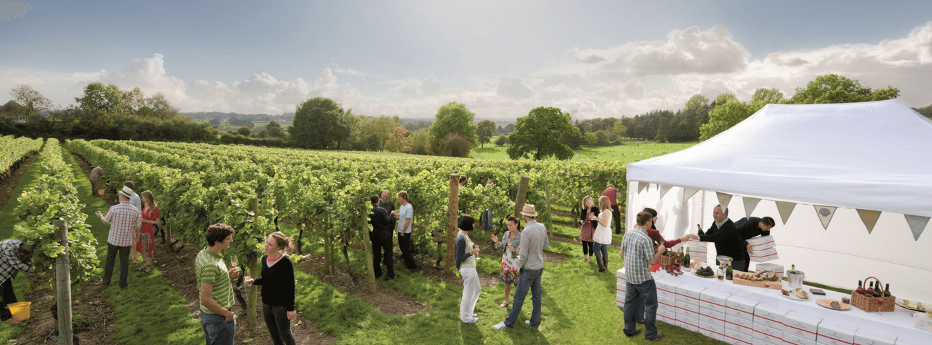 vineyard-3-banner.png