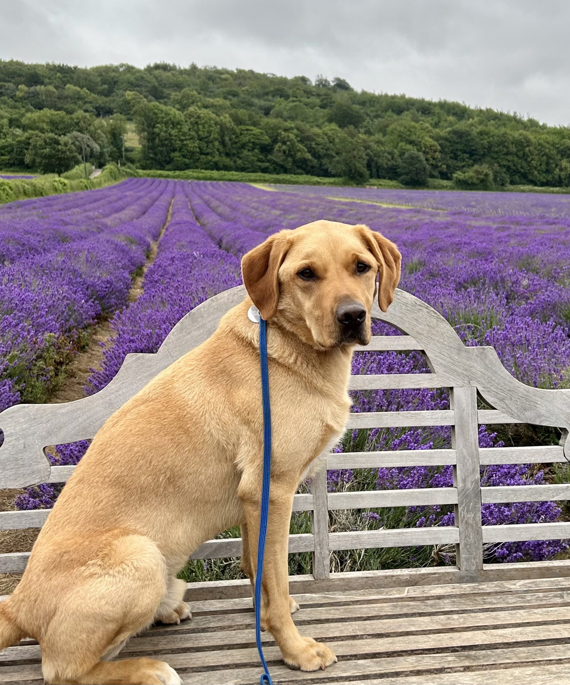 Labrador on bench at Castle Farm Lavender