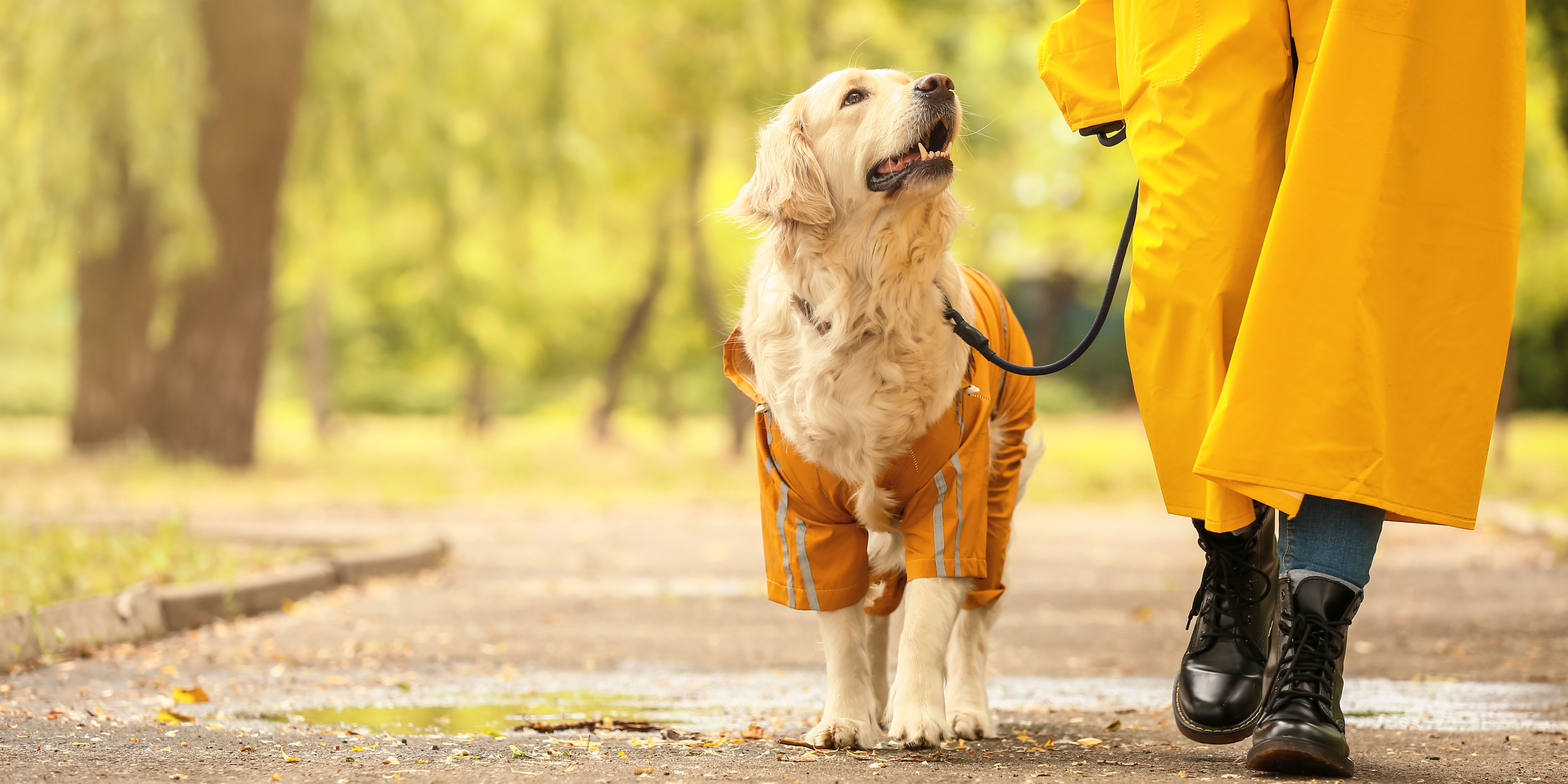 Dog Walk Banner