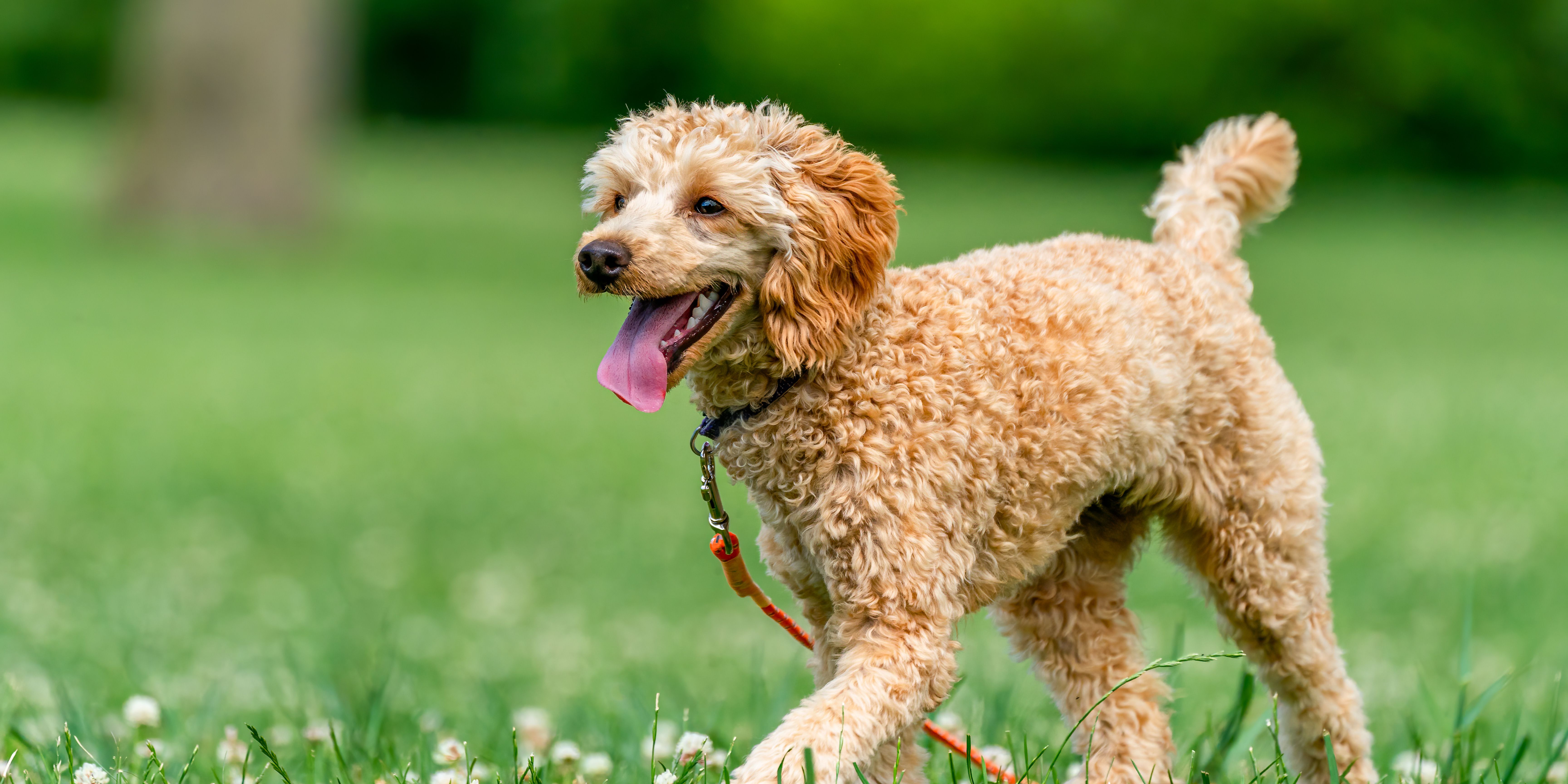 Dog Walk