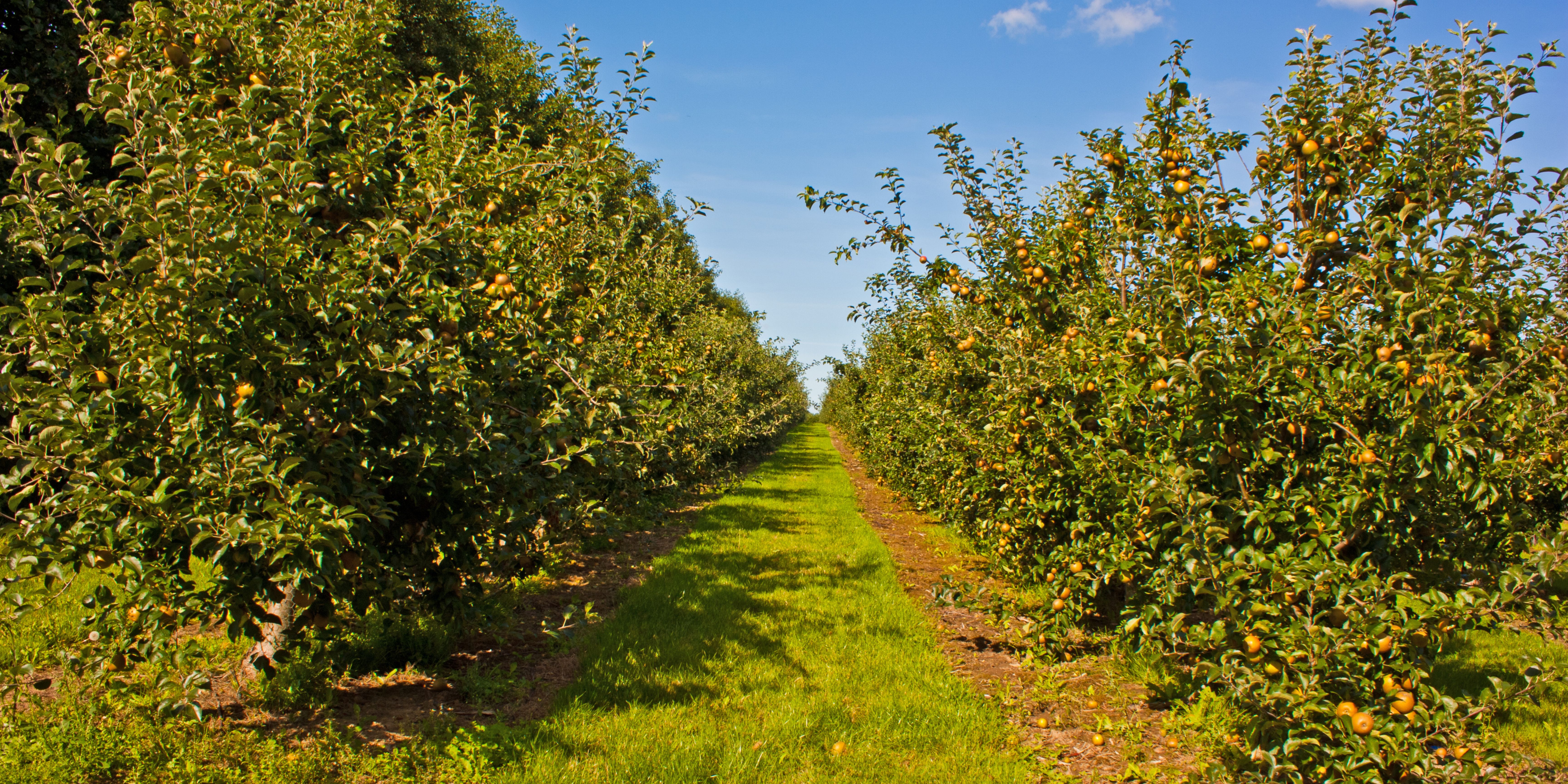 Pluckley Walk