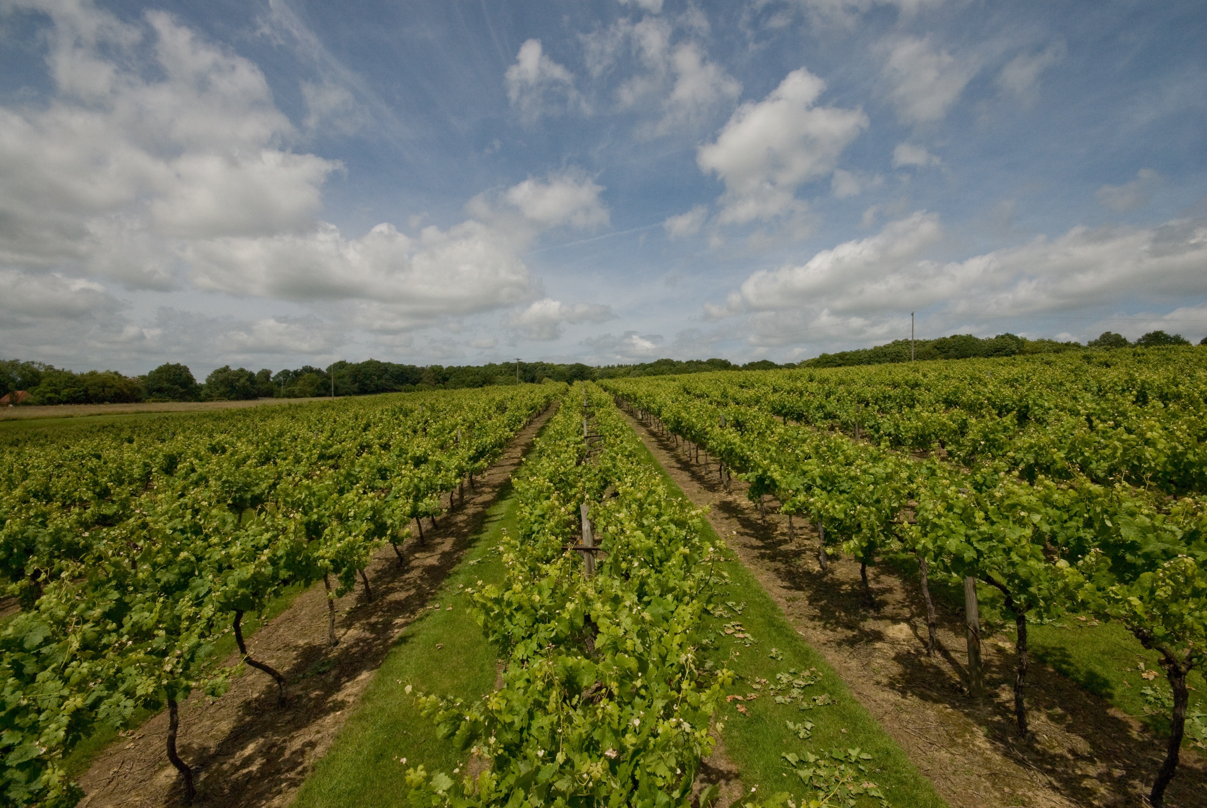 Vines at Biddenden Vineyard