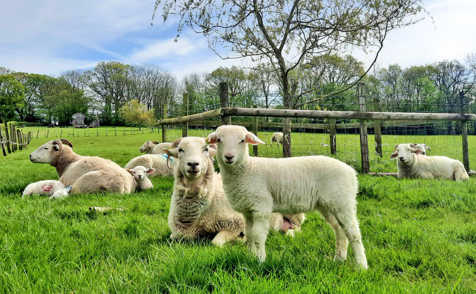 Ewes With Lambs