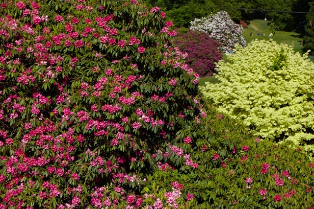 riverhill-gardens-4.jpeg