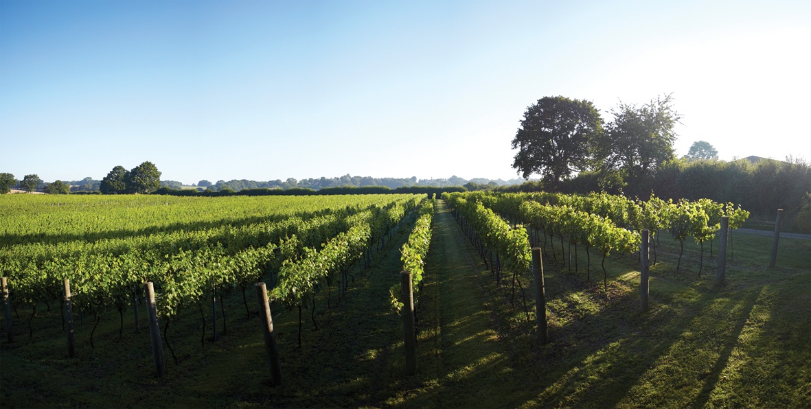 Chapel Down vines