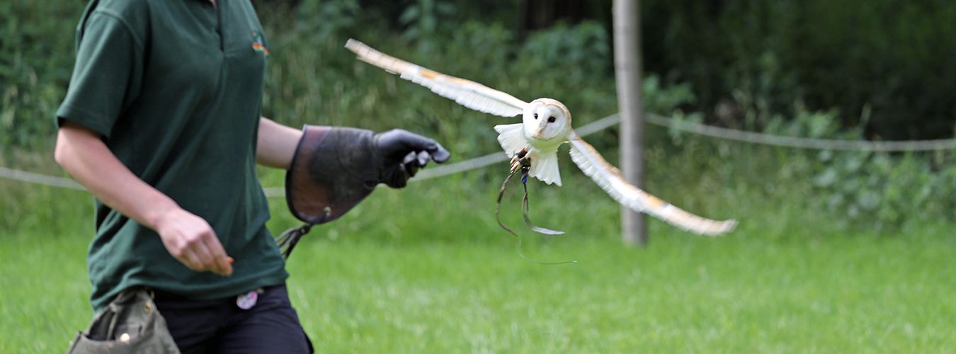 wildwood-bird_show-header.jpg