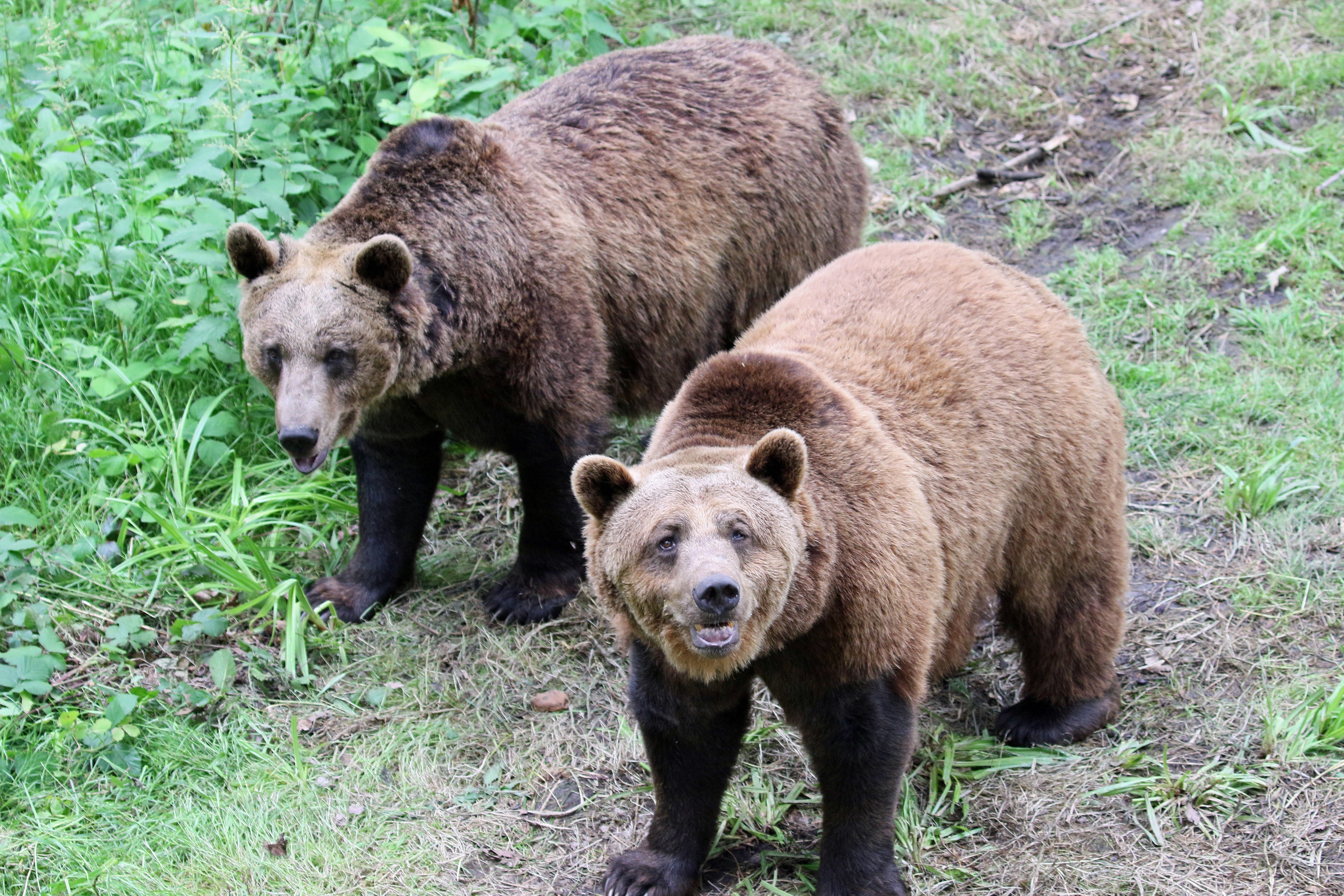 wildwood-bear.jpg