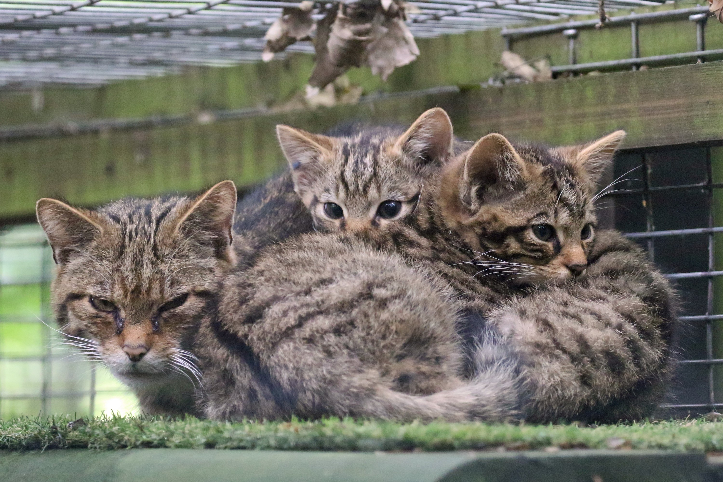 wildwood-wildcats.jpg
