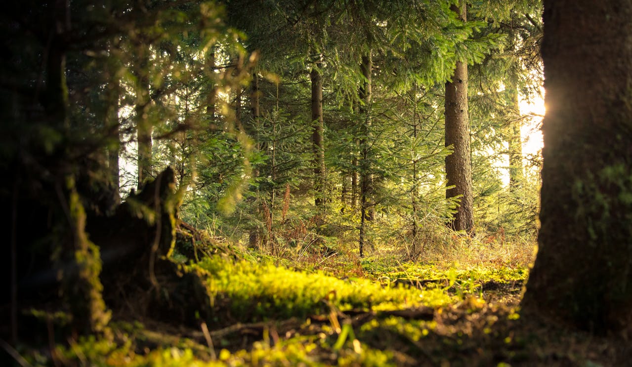 Woodland in summer