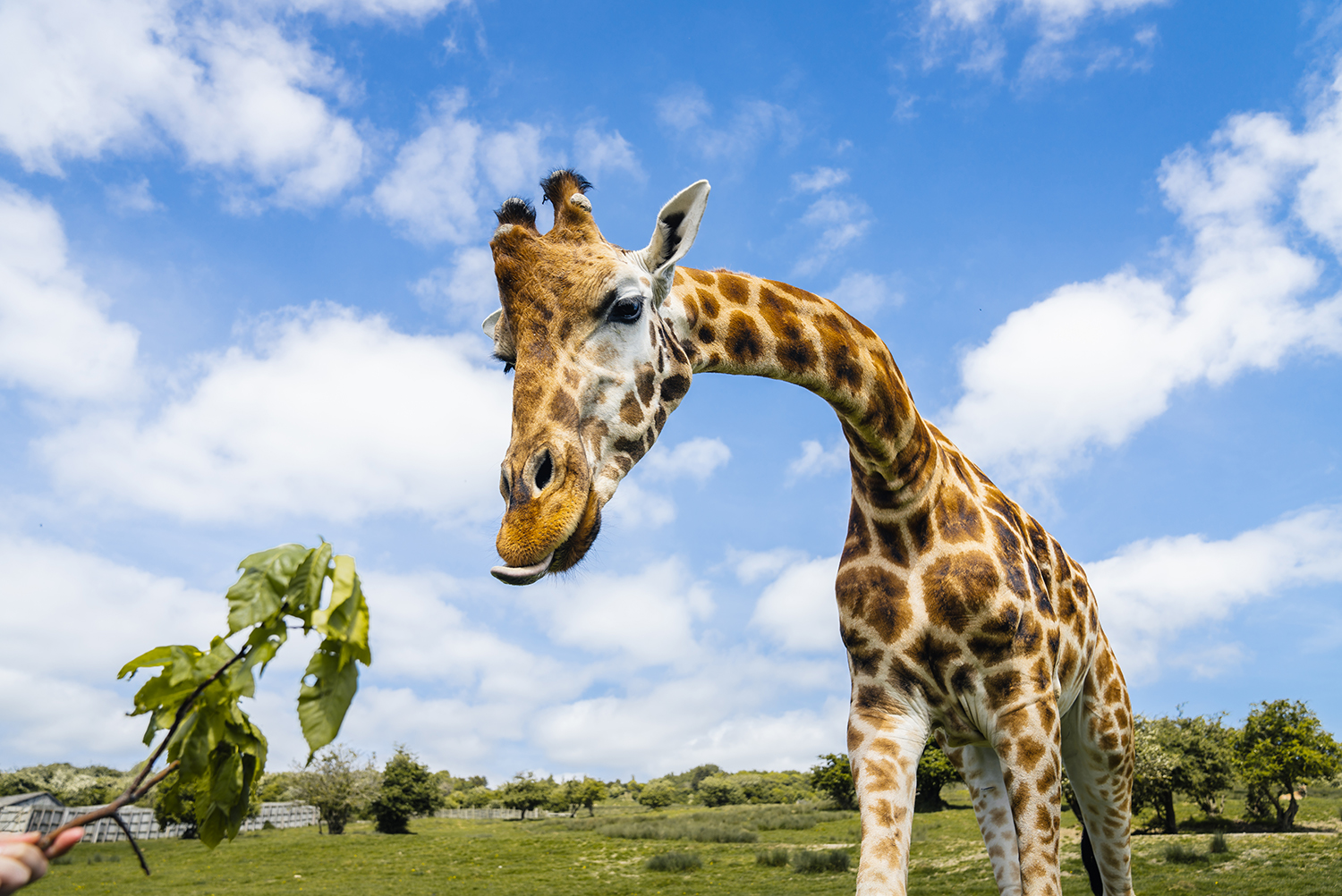 Giraffe at Port Lympne