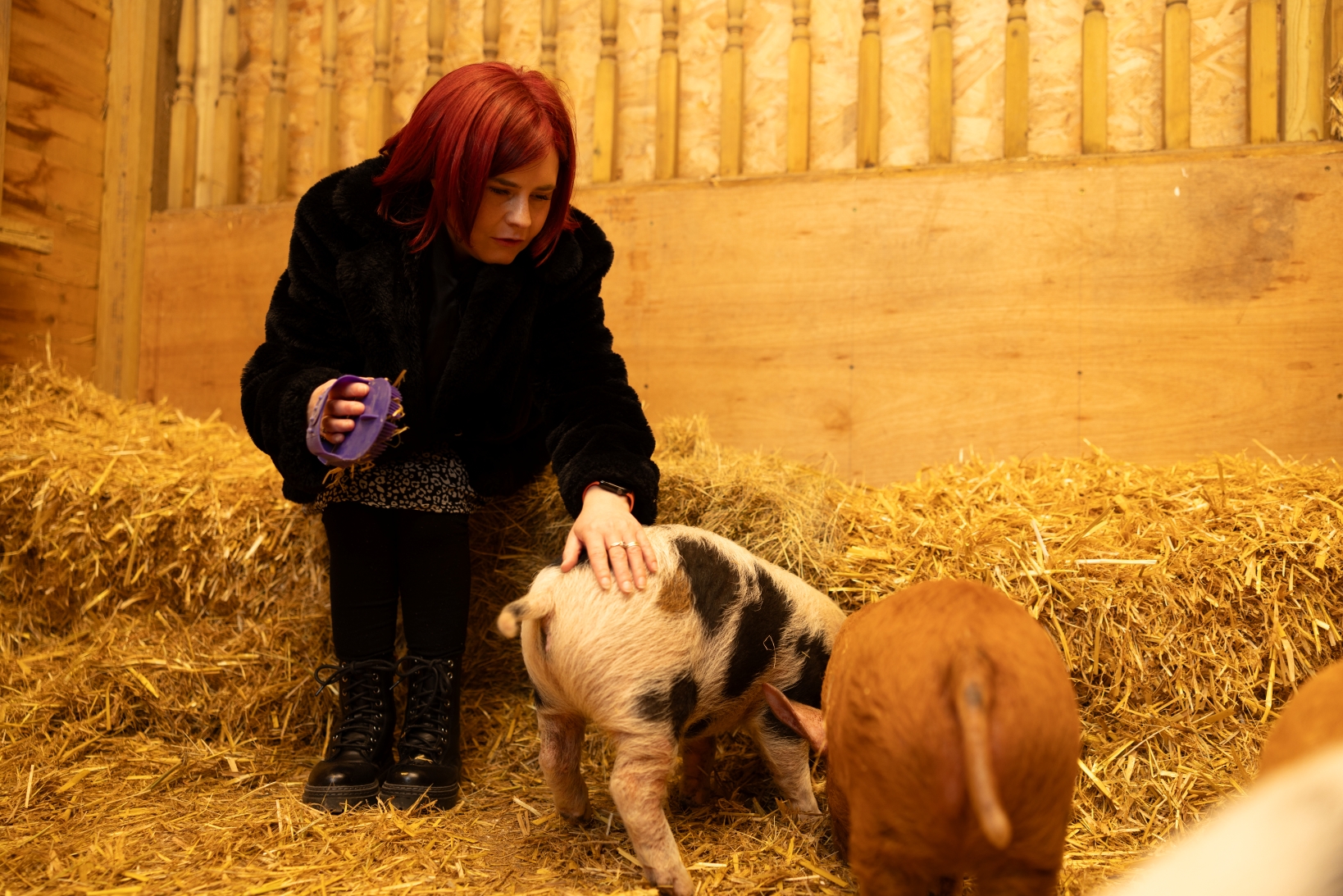 Quex Adventure Farm Park Pigs Credit @Visitthanet