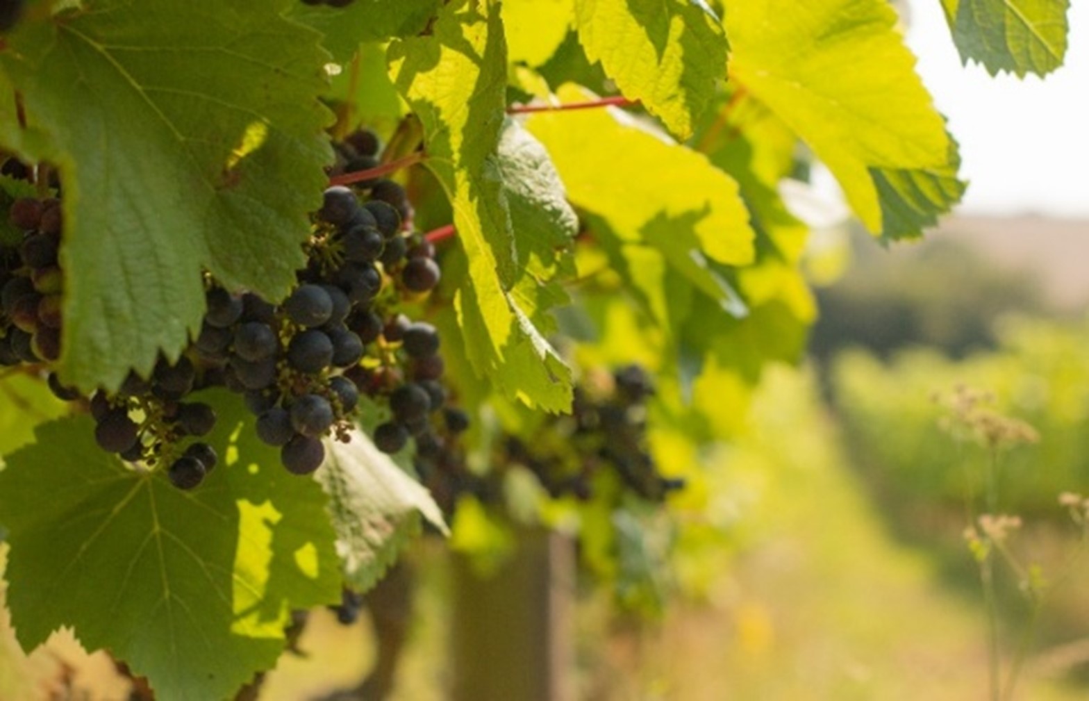 Grapes at Terlingham Vineyard