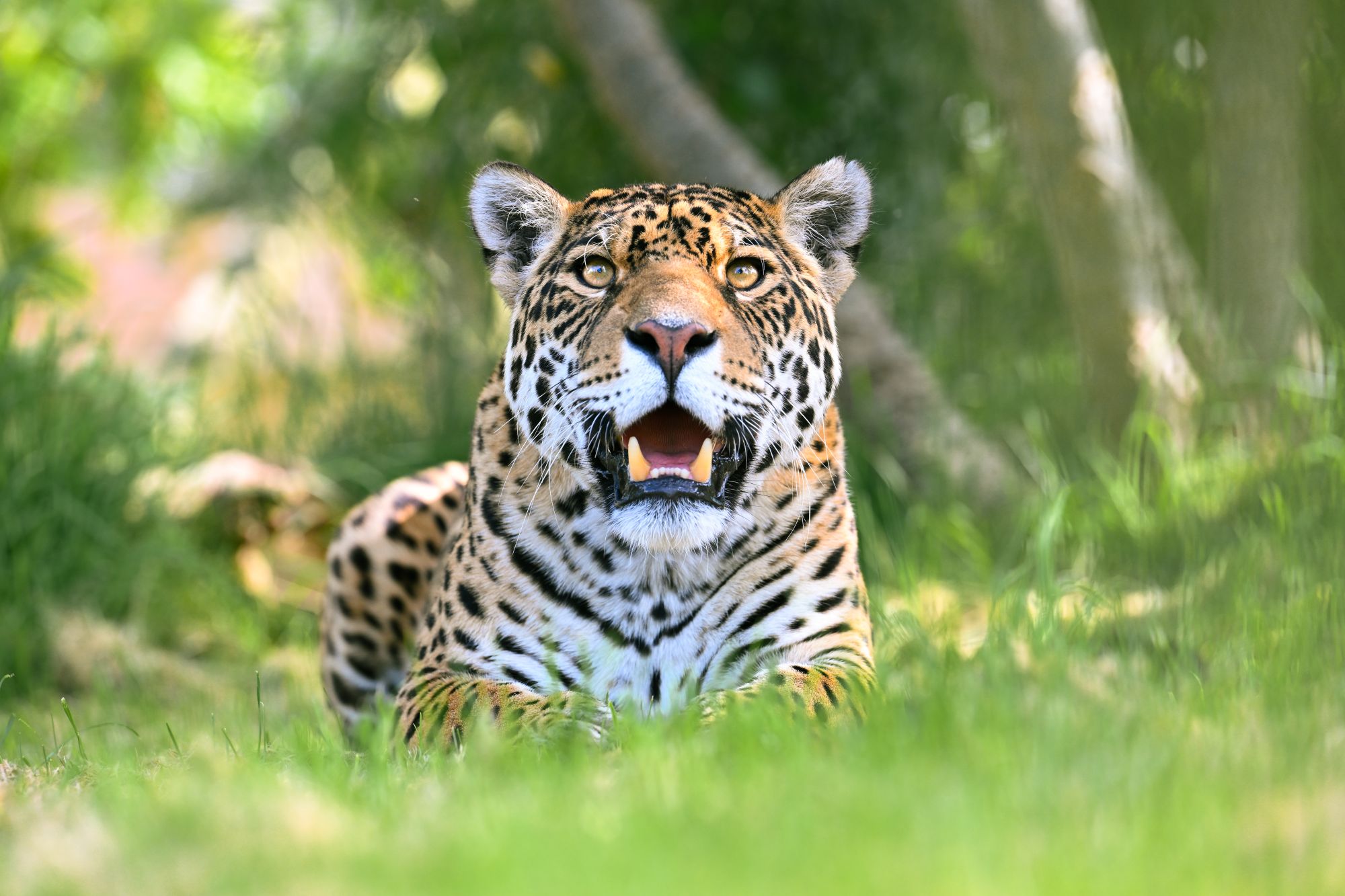 Leopard at Big Cat Sanctuary