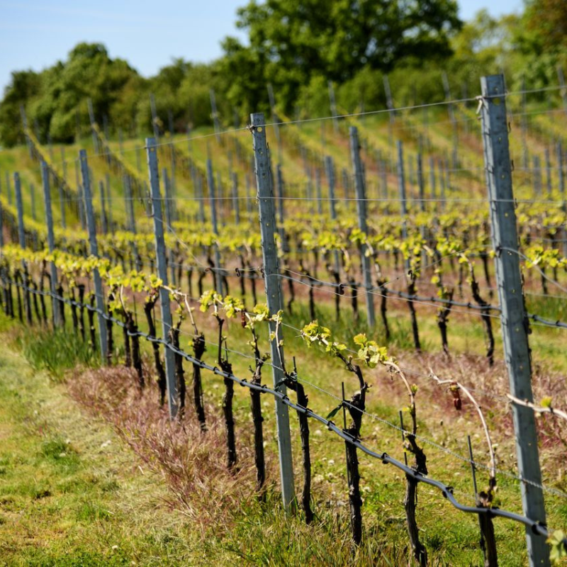 Vineyard