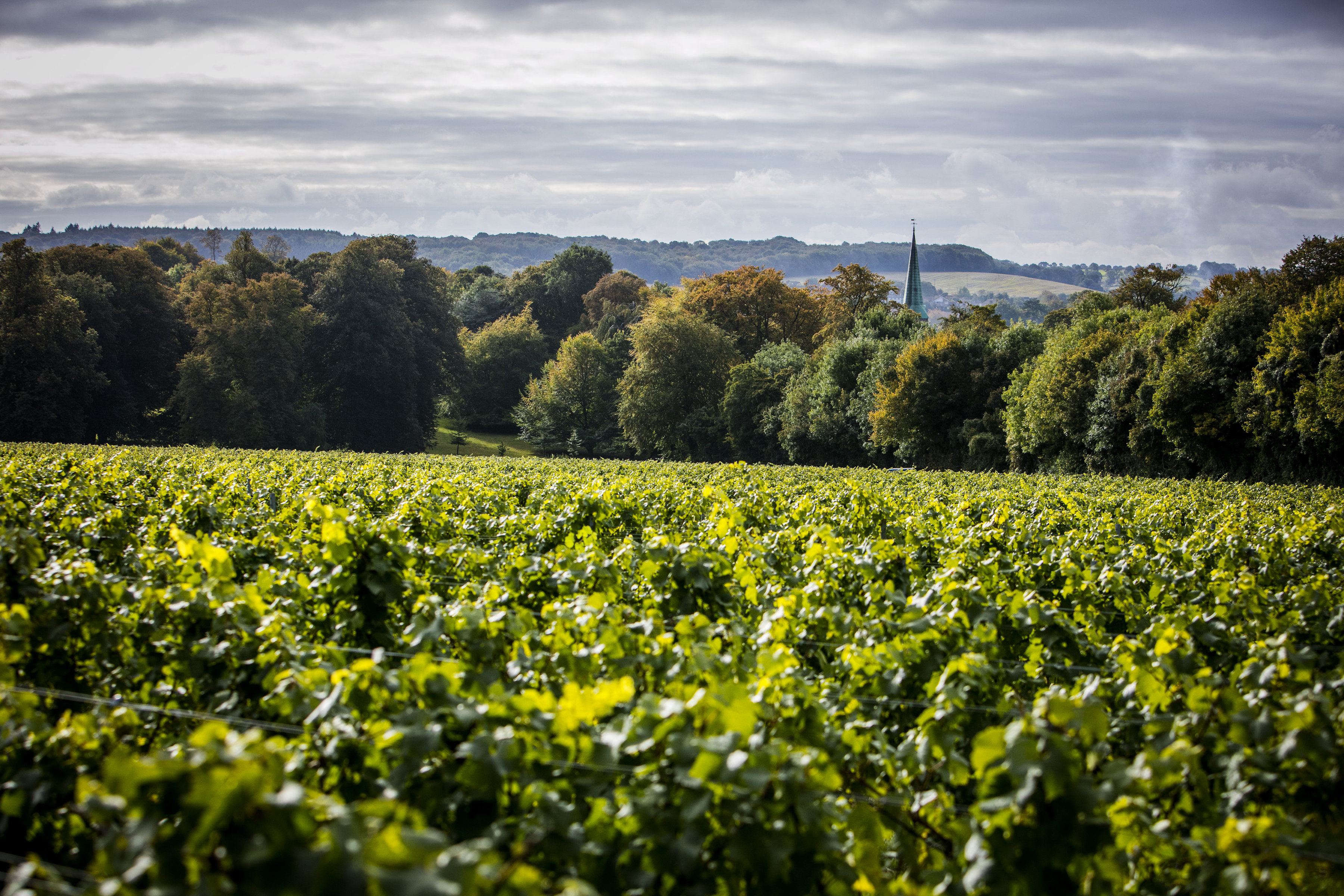 Harvest_2016_228_2131.jpg