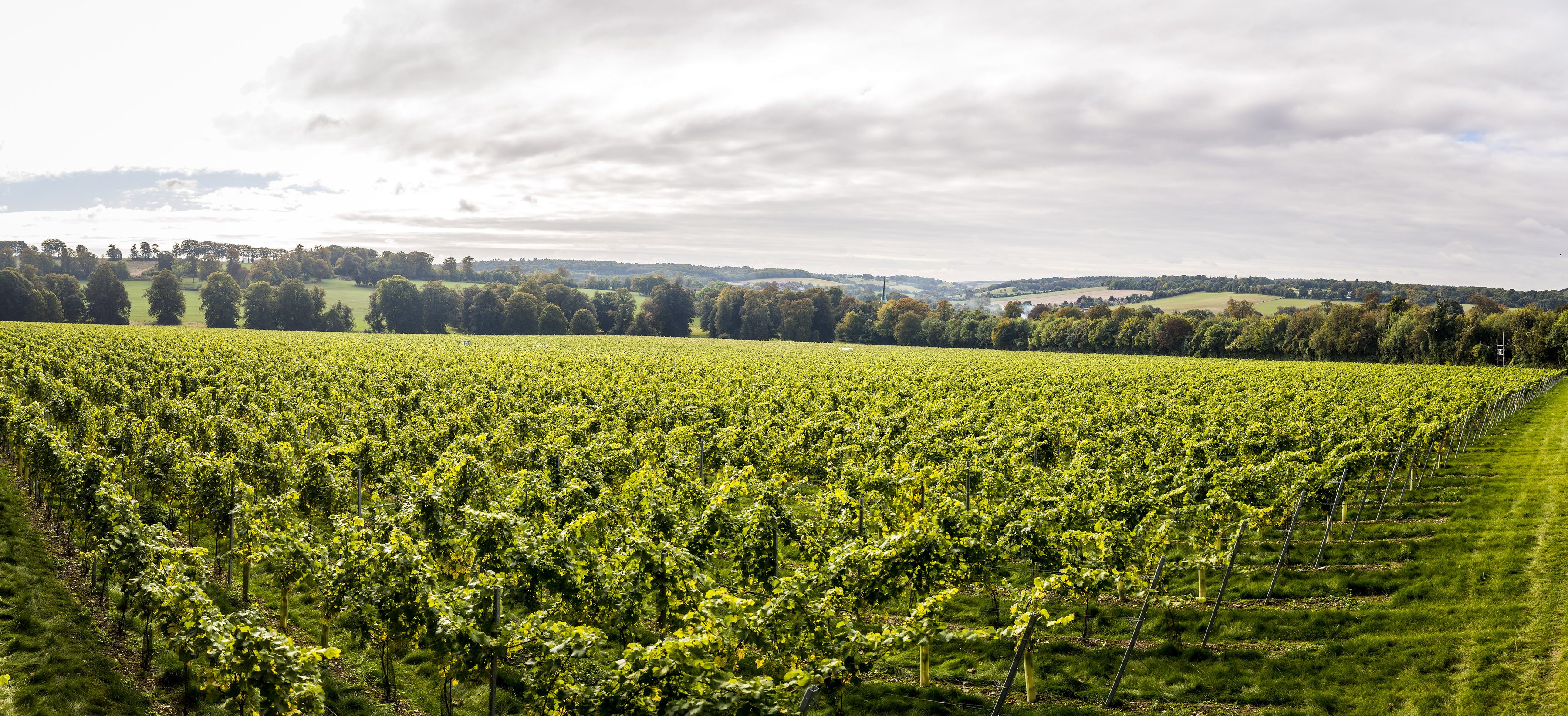 Harvest_2016_263_.jpg