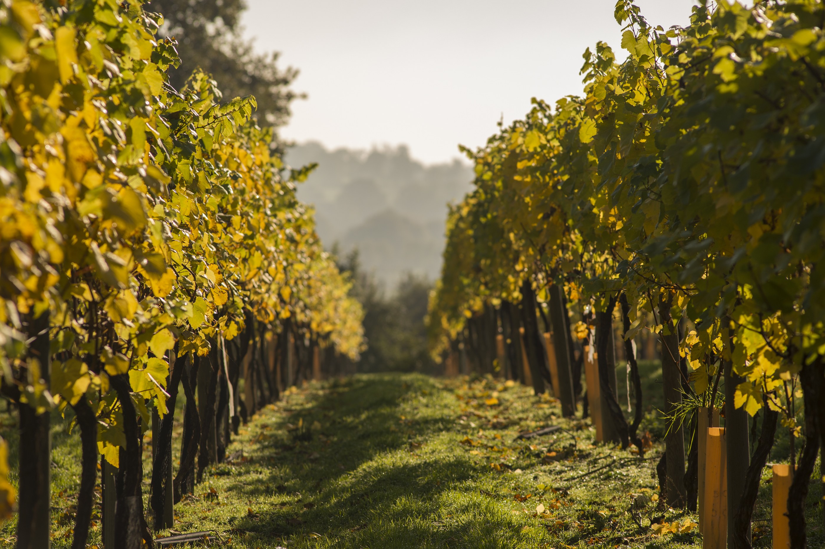 Chapel Down vineyard view.jpg