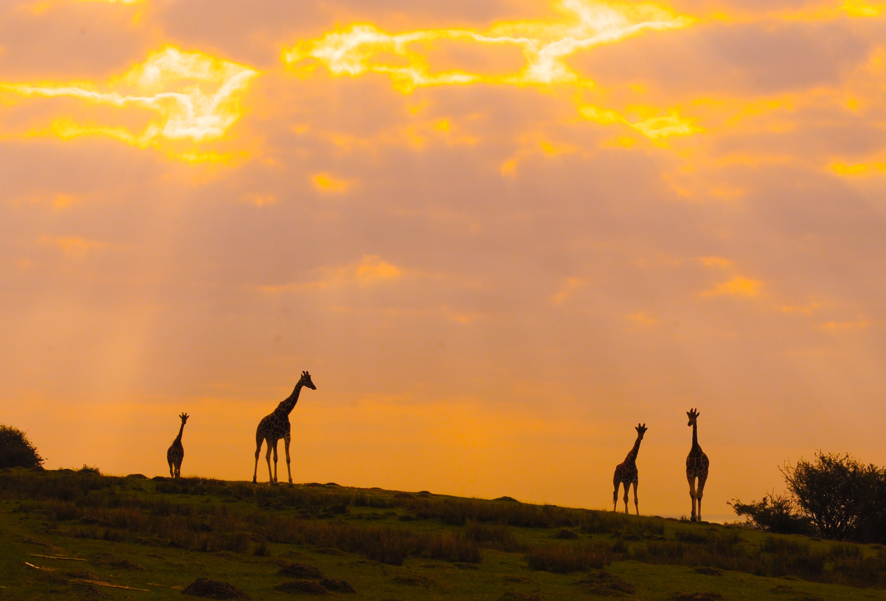 Dusk Safari at Port Lympne c Dave Rolfe.jpg