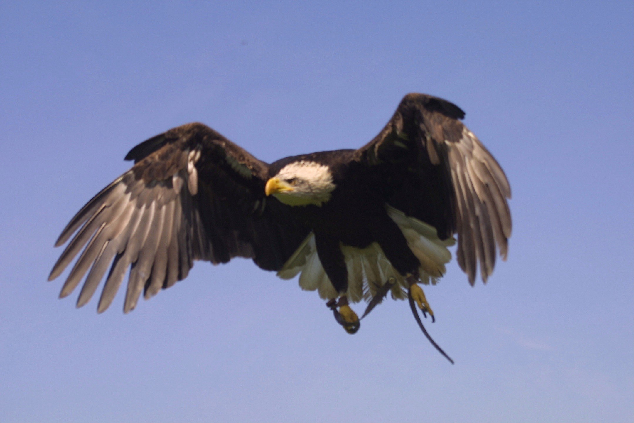 eagle-heights-bald-eagle-2.jpg