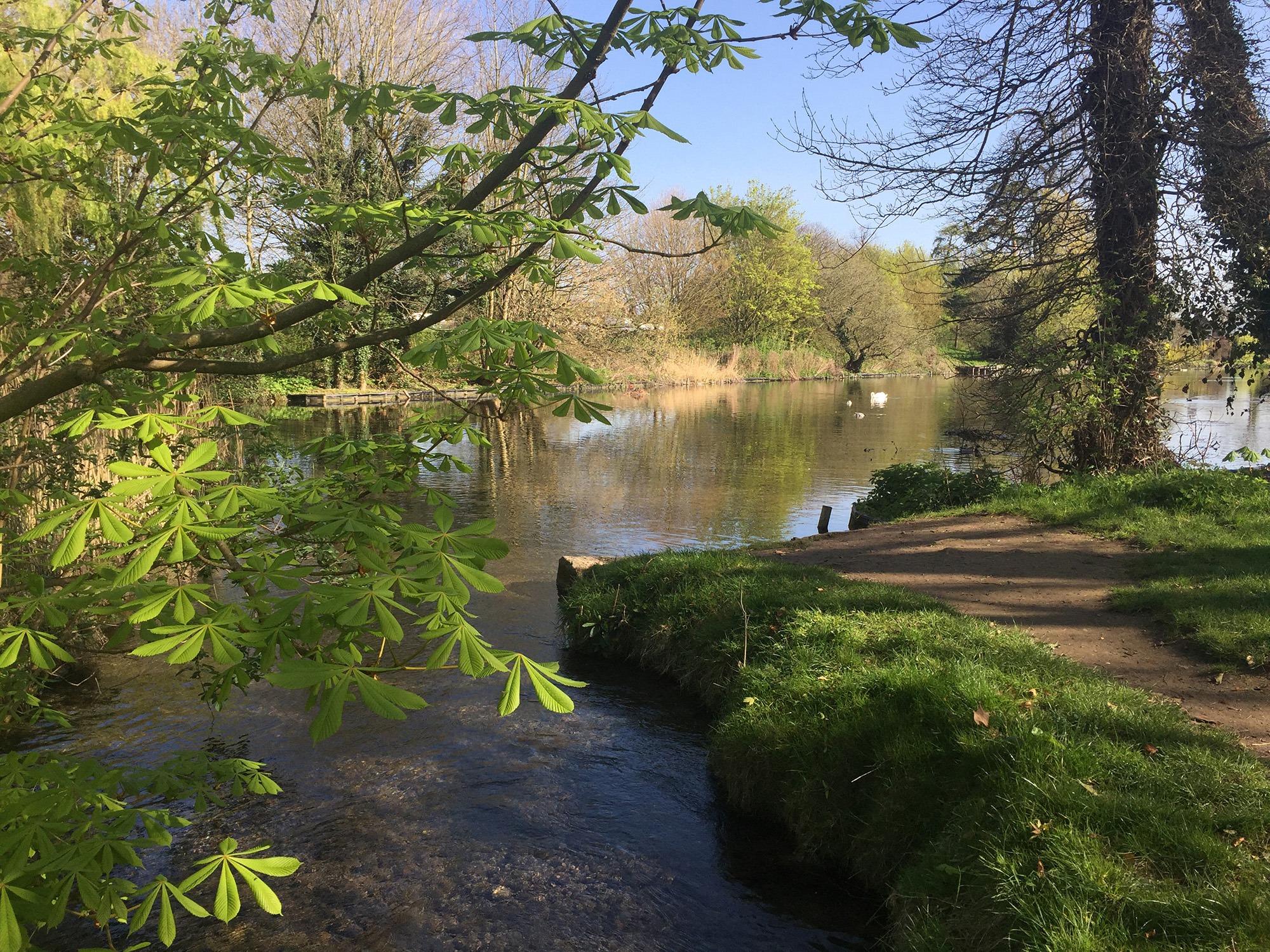 Clare-Lake-water-intro-2.JPG