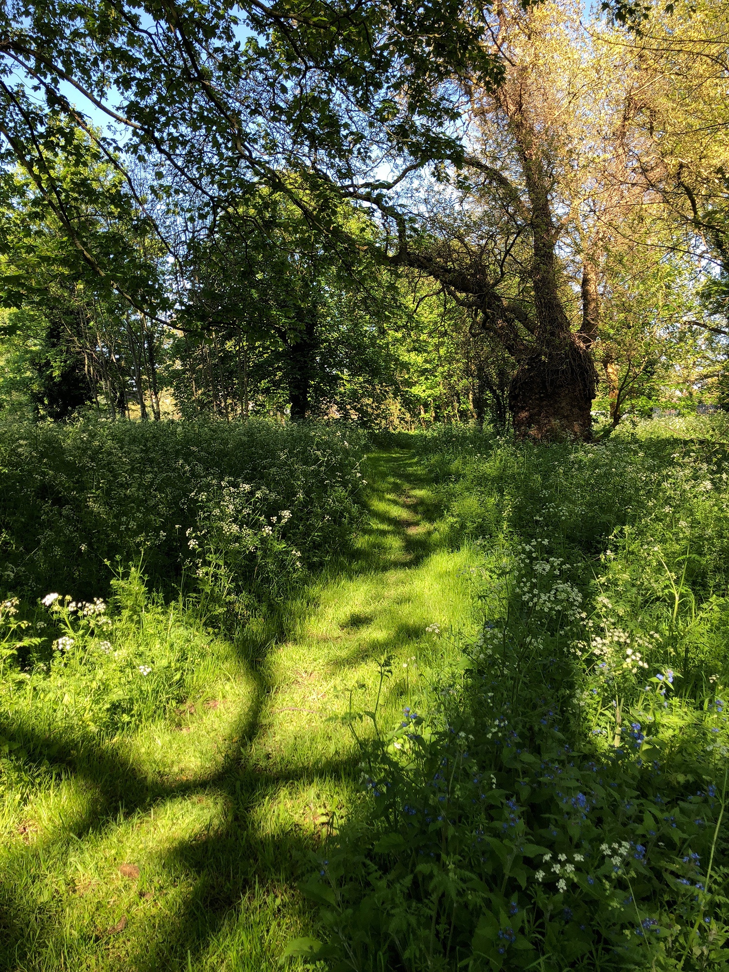 Clare-Lake-woods-intro-3.JPG