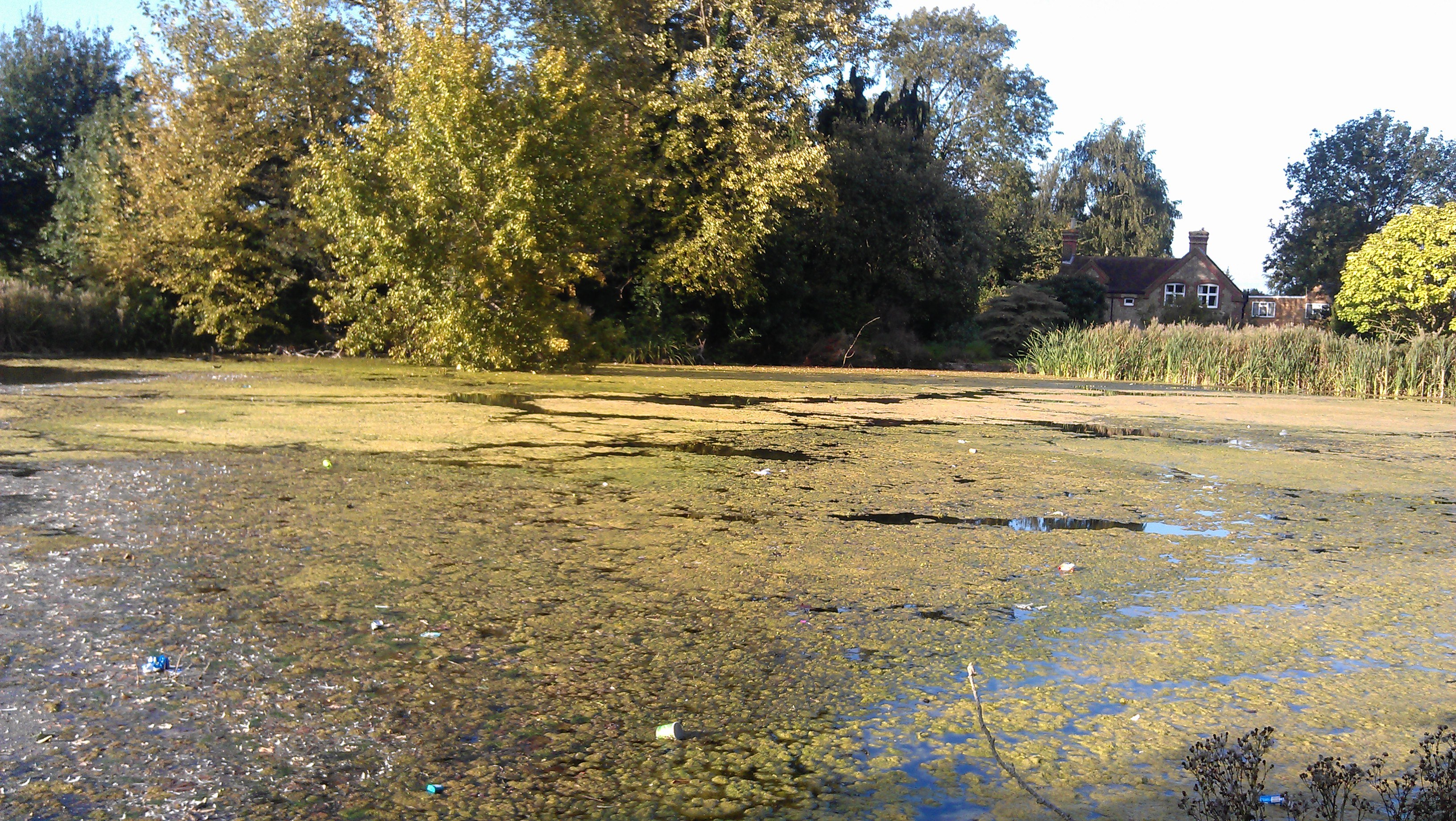 Clare-Lake-First-Steps-algae-3.jpg