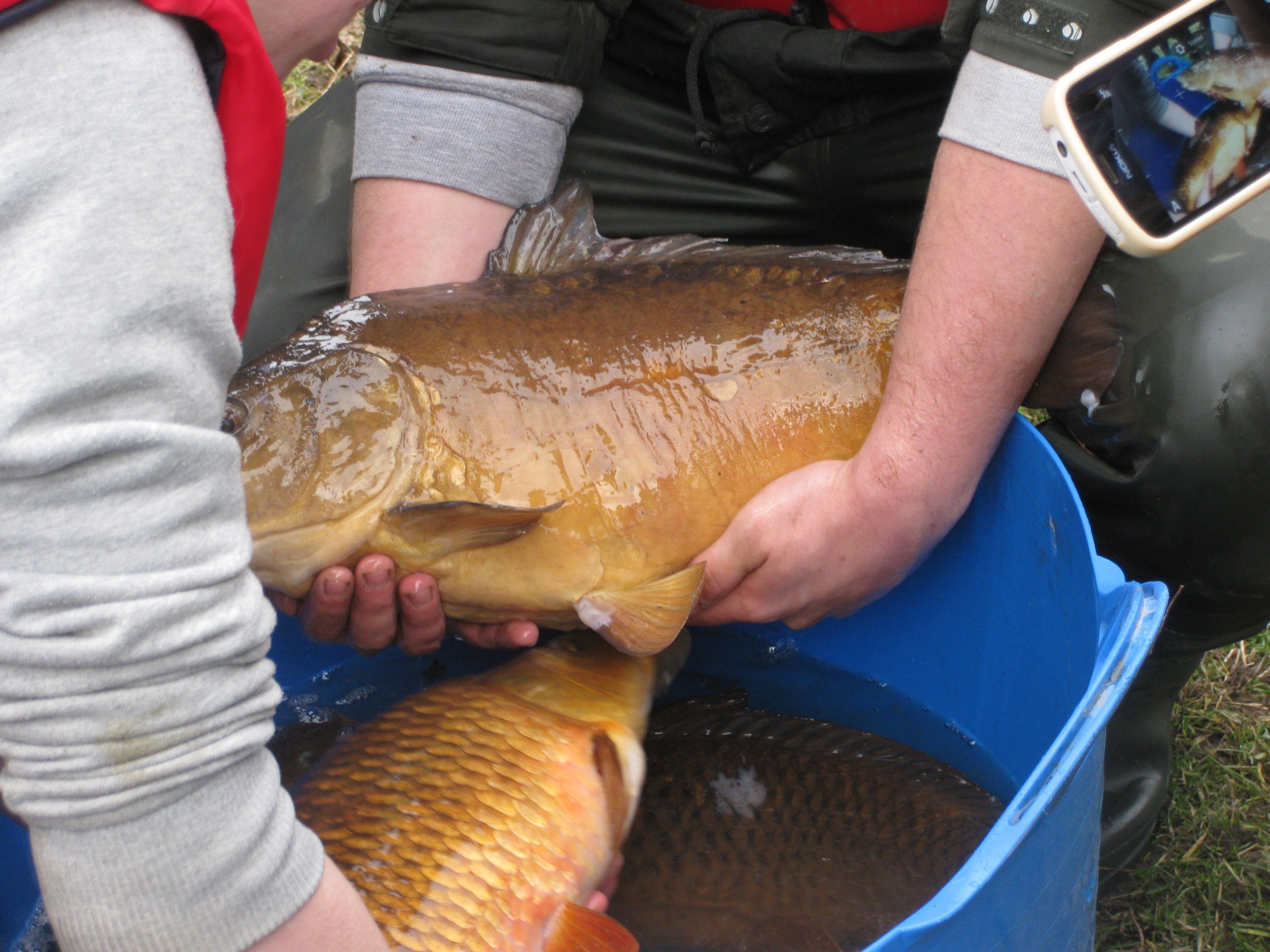 Clare-Lake-Fish-Removal-first-steps-2.JPG