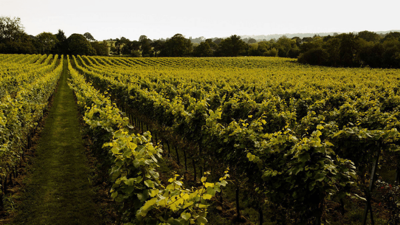 Gusbourne.png (1)