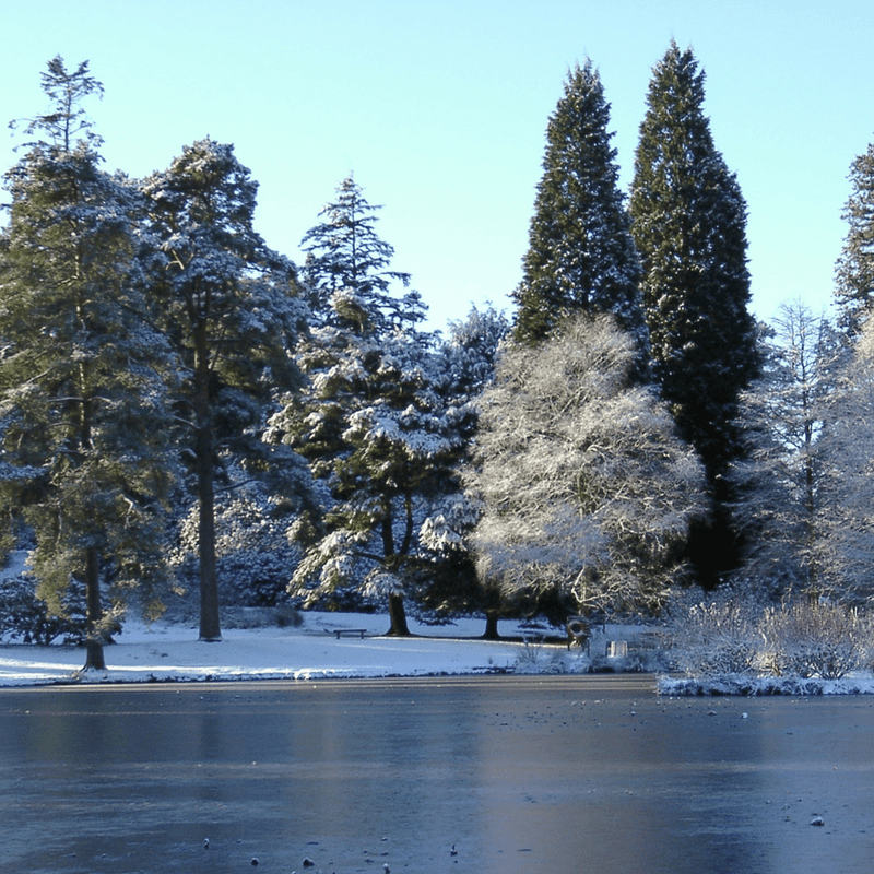 Bedgebury.png
