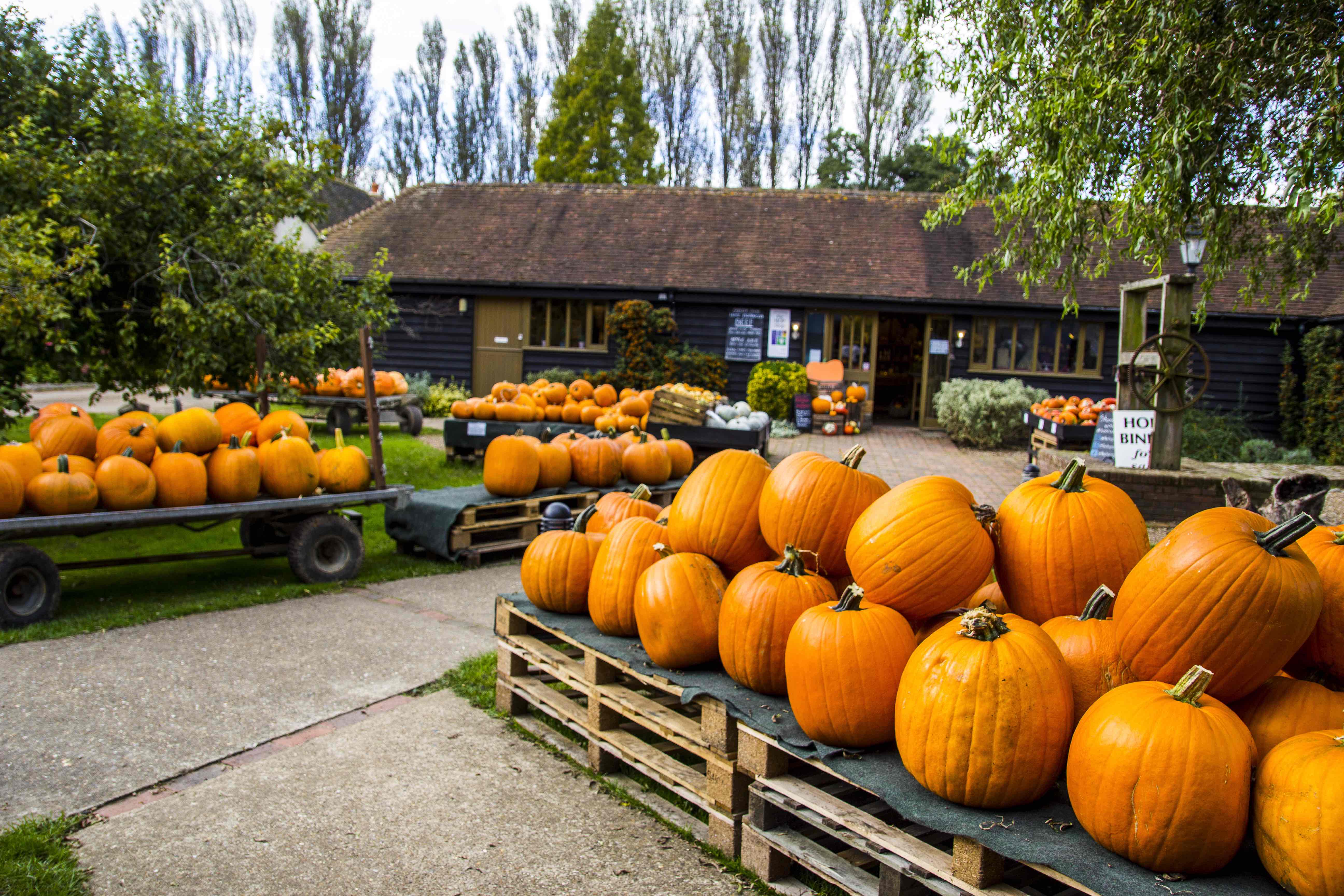 Pumpkins-24.jpg