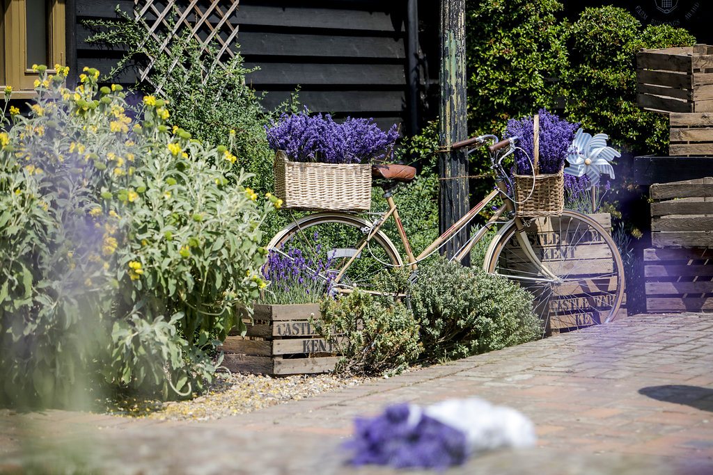 Castle_Farm_Lavender_042_4159.jpg