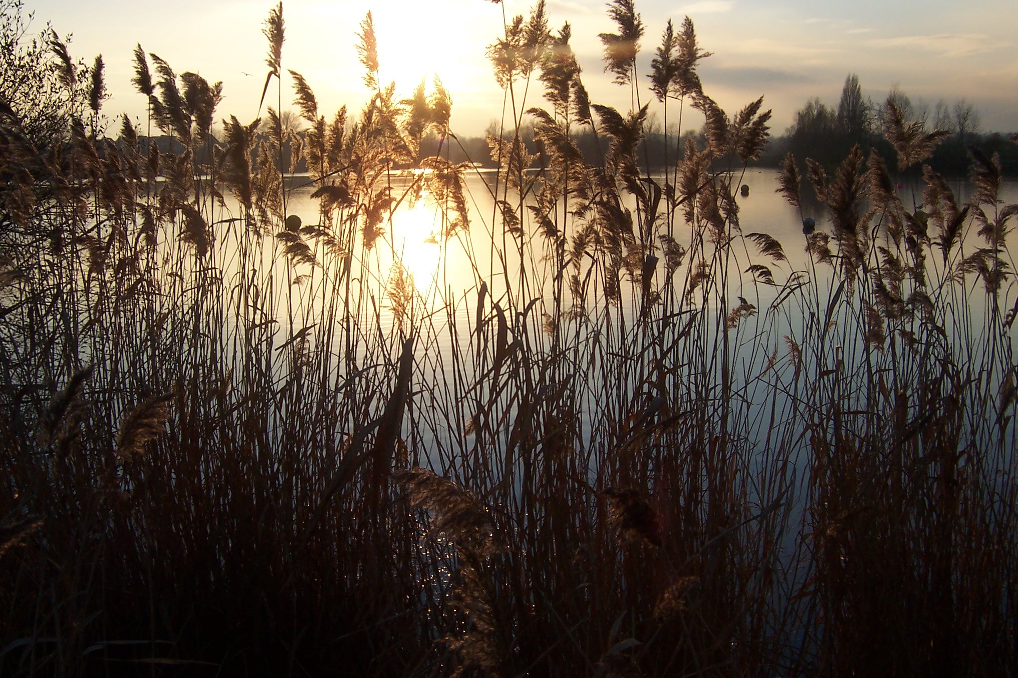 leybourne-lakes-country-park-2.jpg