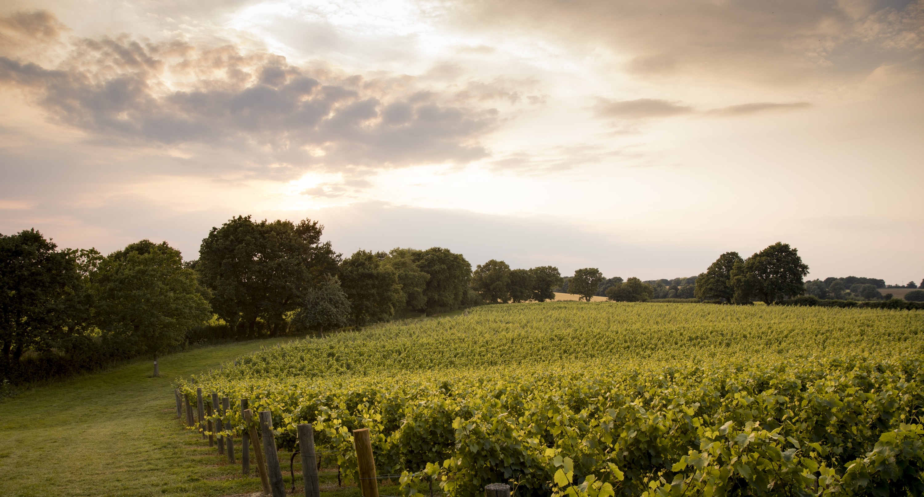 CD_050718-129 3000 pixels vineyard view.jpg