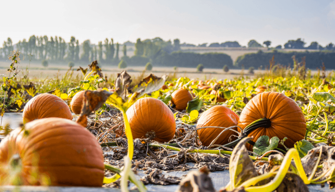 Pumpkin.PNG