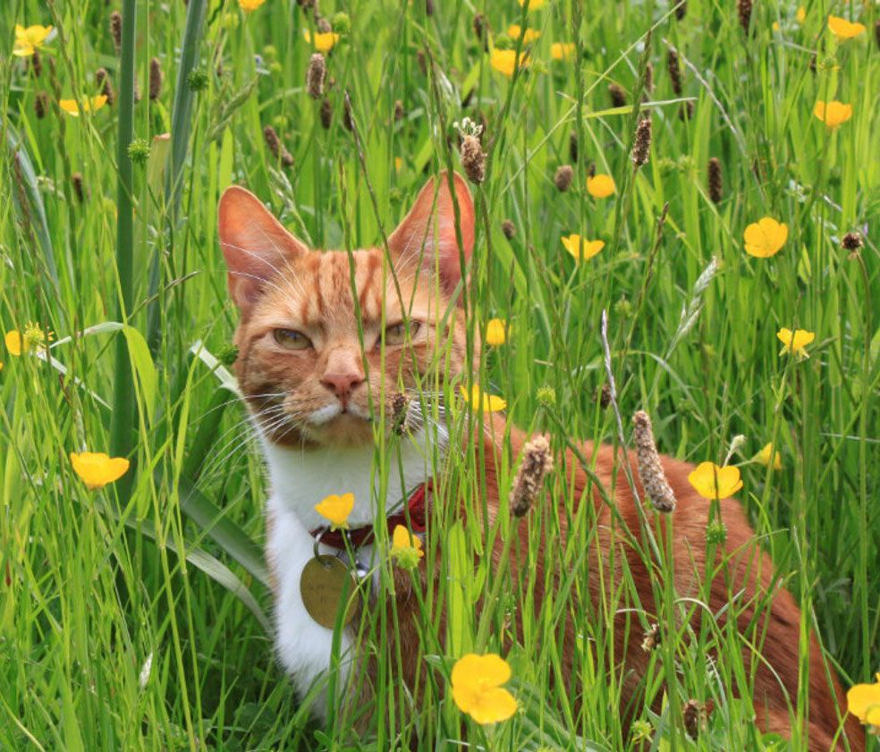 jock-the-cat-chartwell.jpg