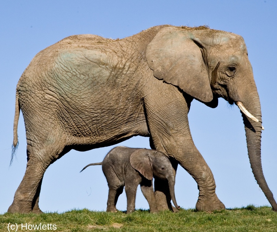 animals (2).jpg