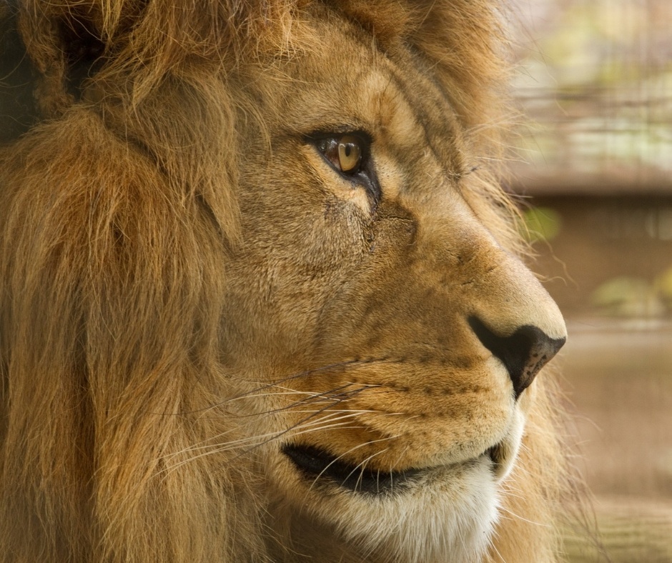 animals (4).jpg