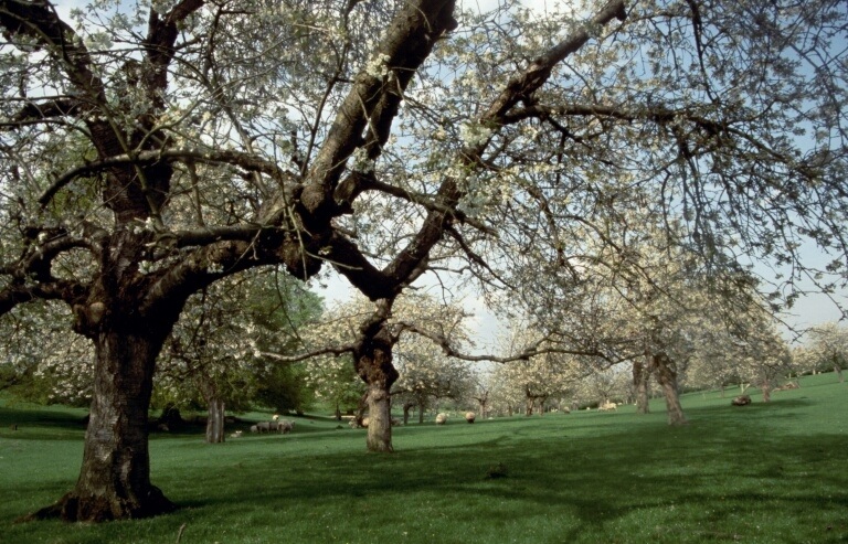 cherry-orchard-arnolds-oak-farm-eastling.-credit-dan-tuson.jpg