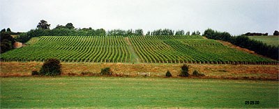 meopham-valley-vineyard.jpg