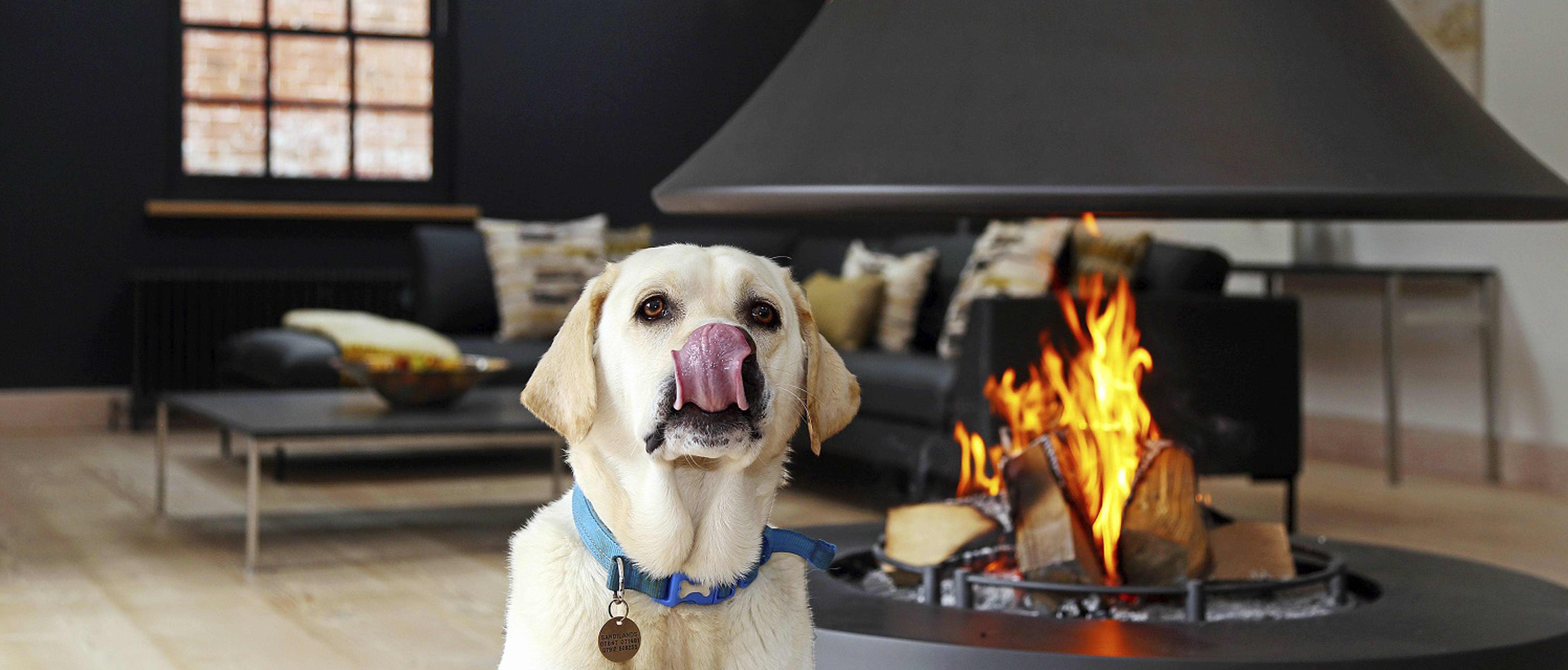 Sandi Dog Banner.jpg