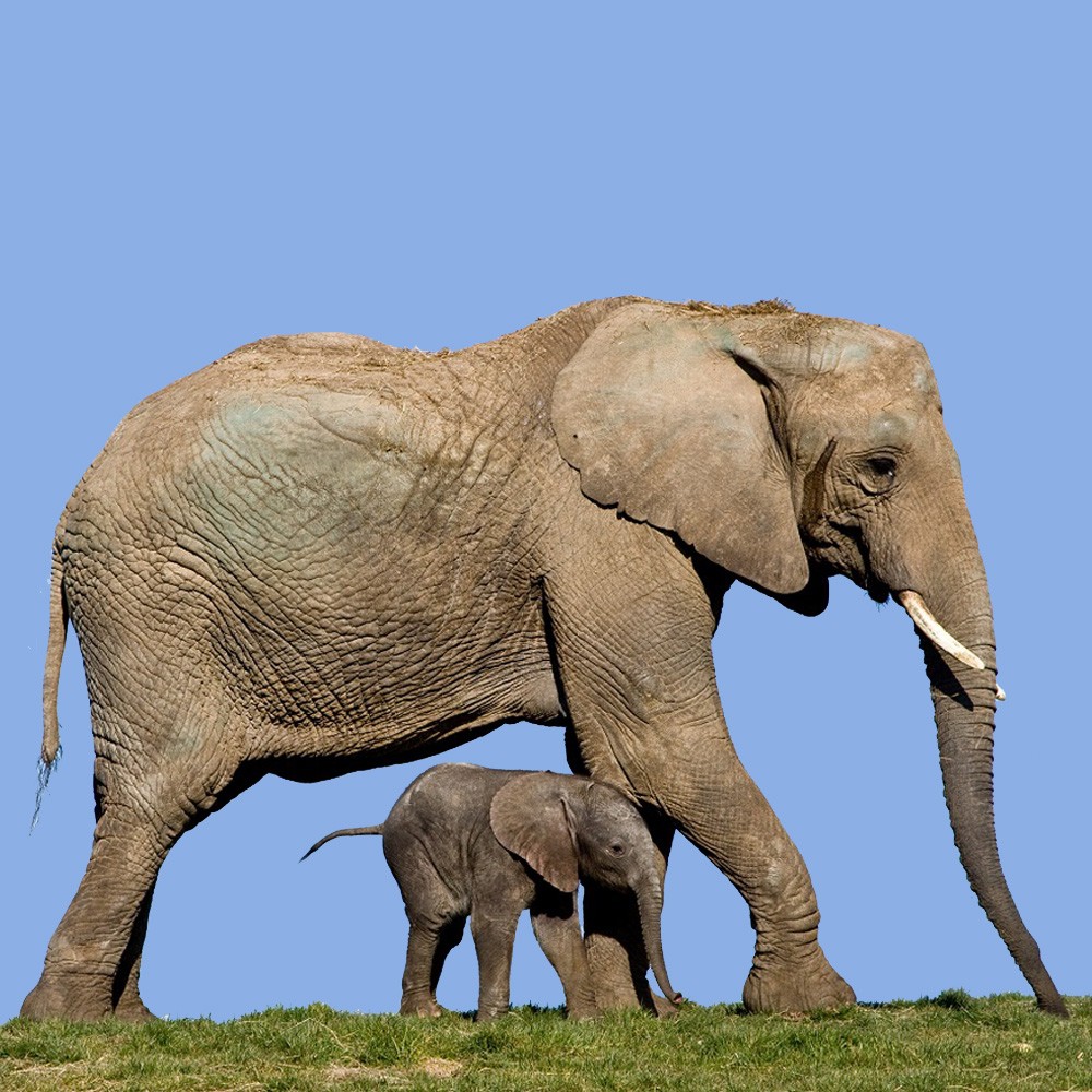 Port Lympne 1000X1000