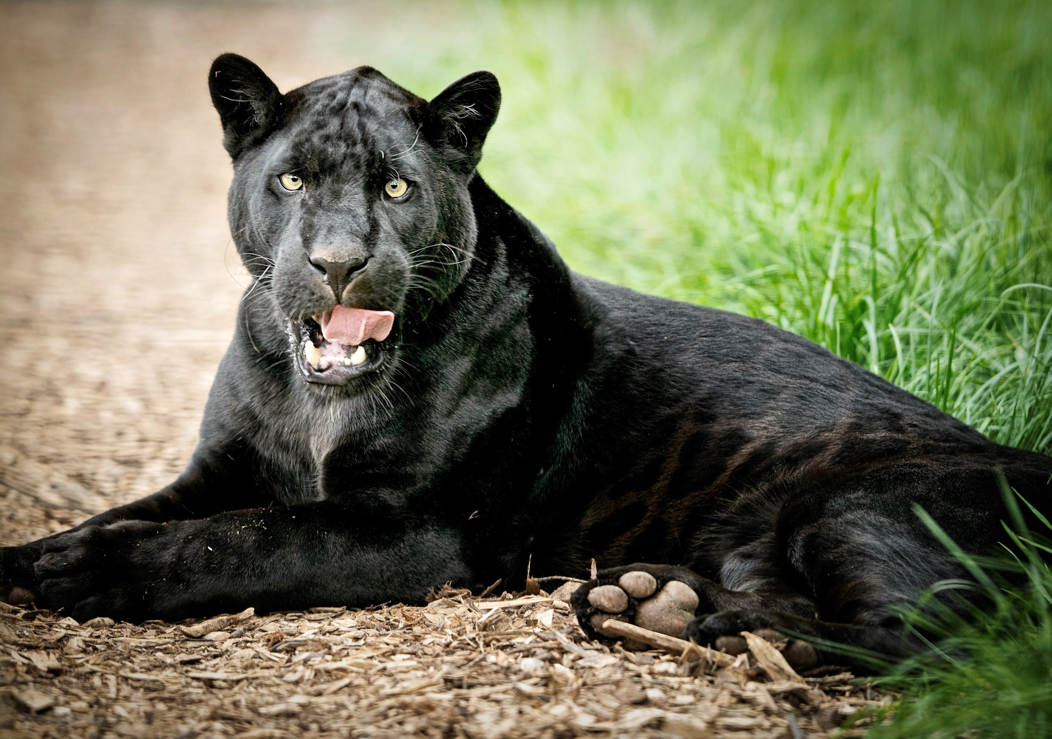 Big Cat Sanctuary 2019 Maya Chilling
