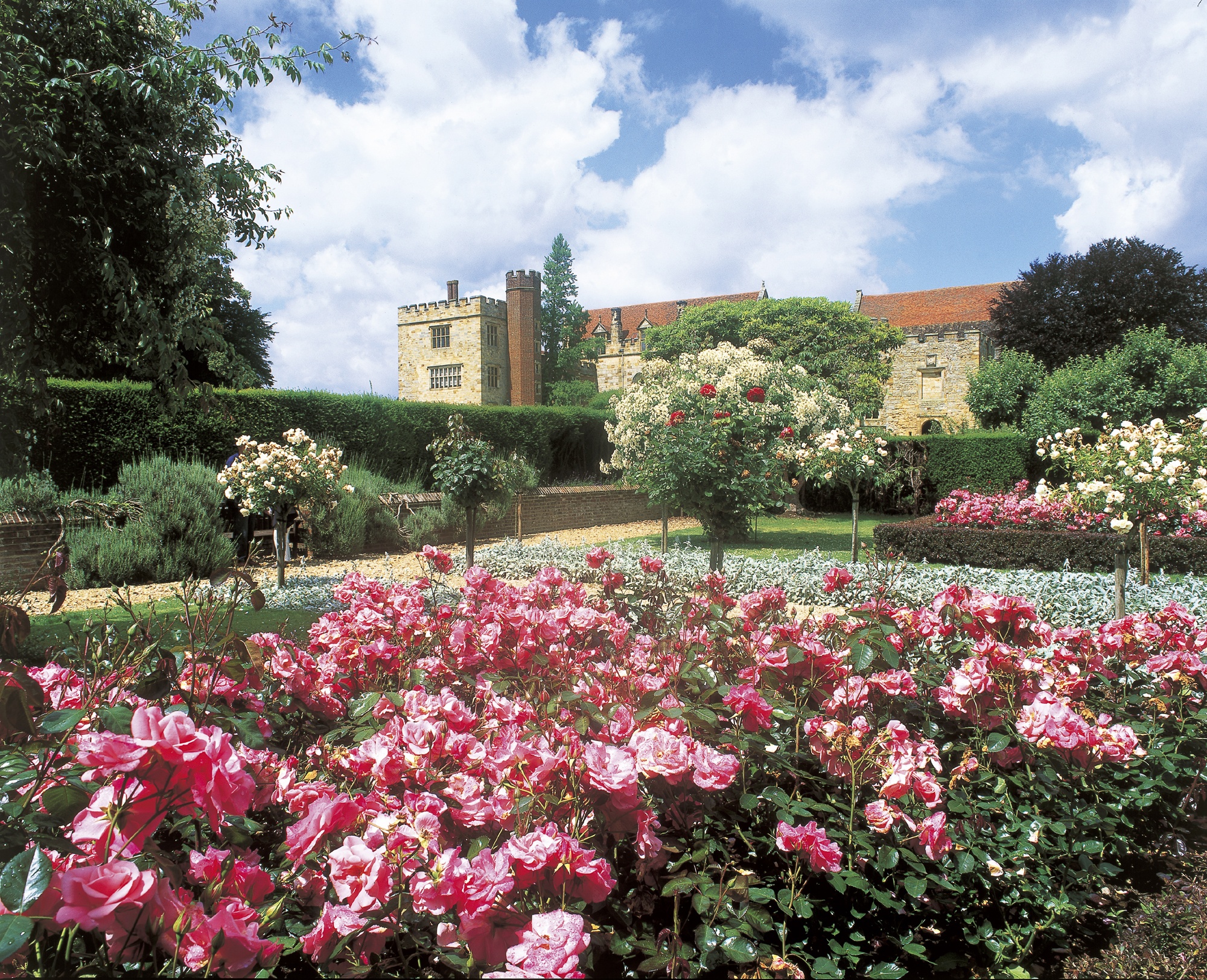 Penshurst Pink