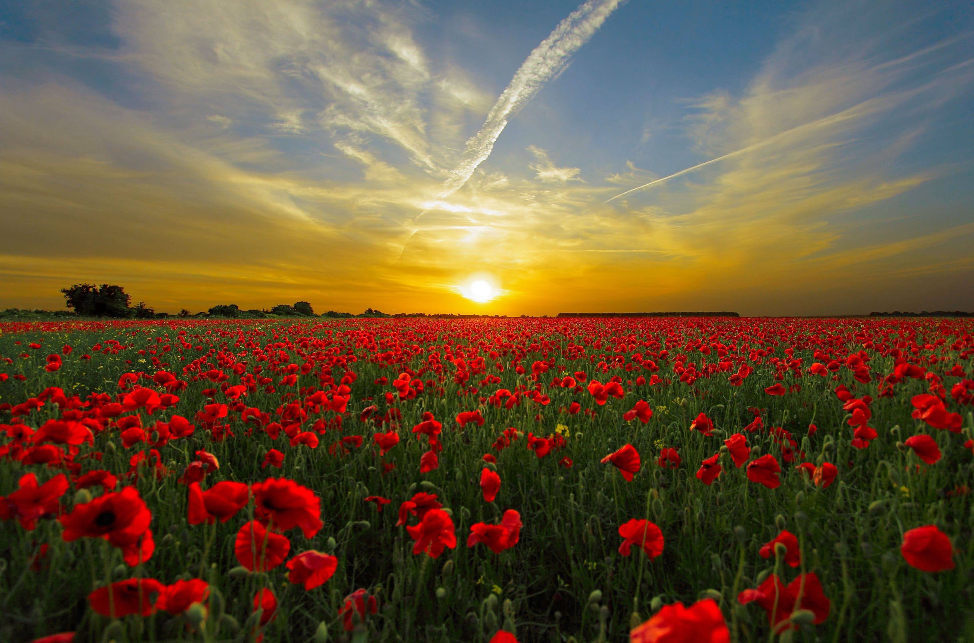 Sunset Field Poppy Sun Priroda