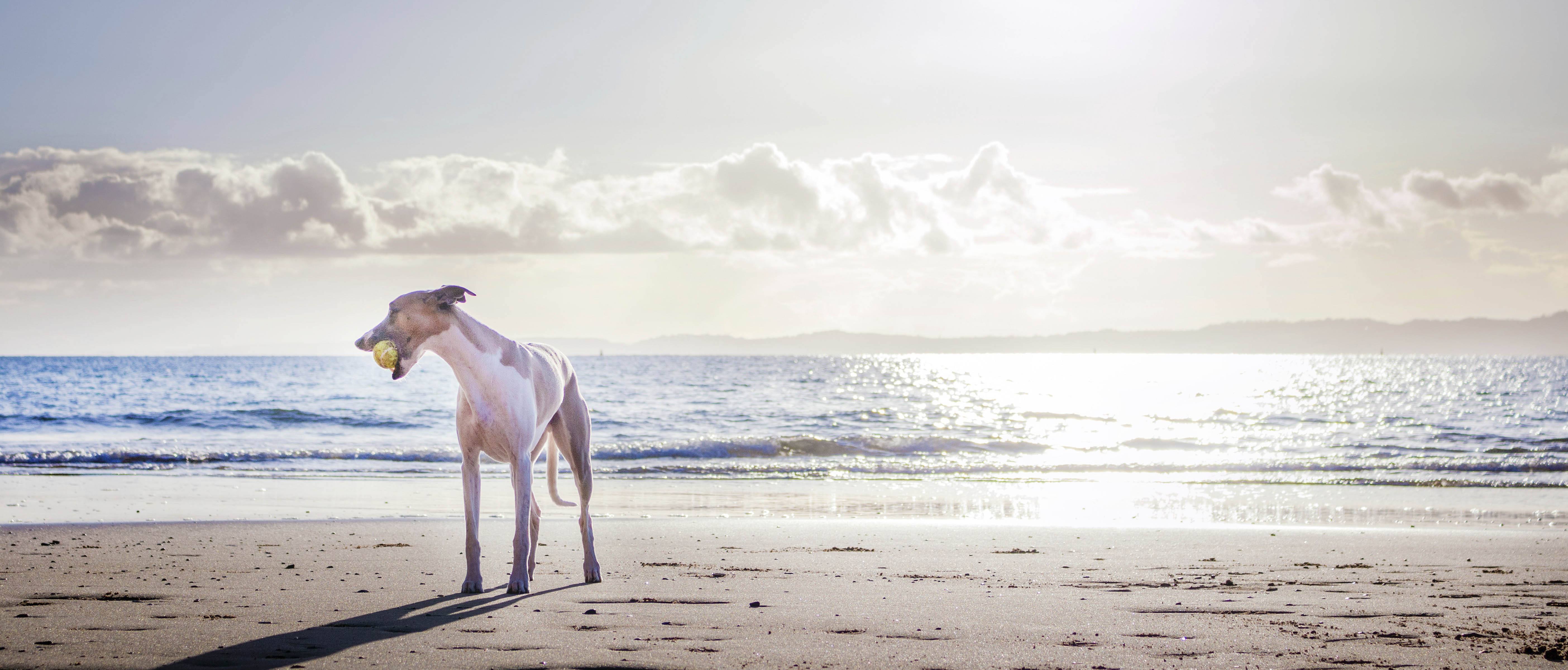 Dog Banner