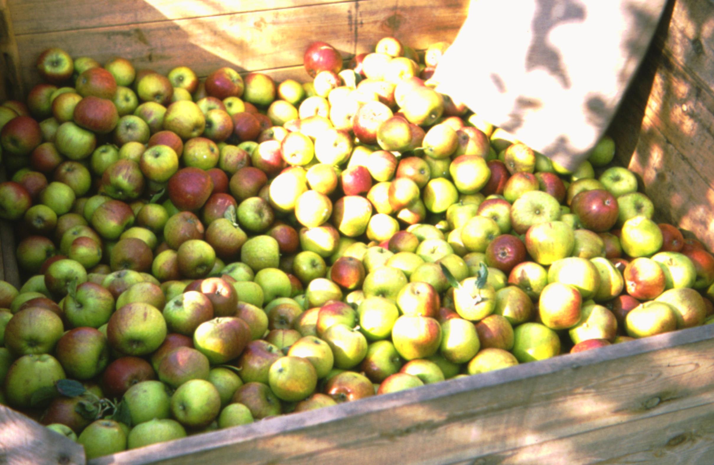 11a---local-producce-brogdale-collection.jpg