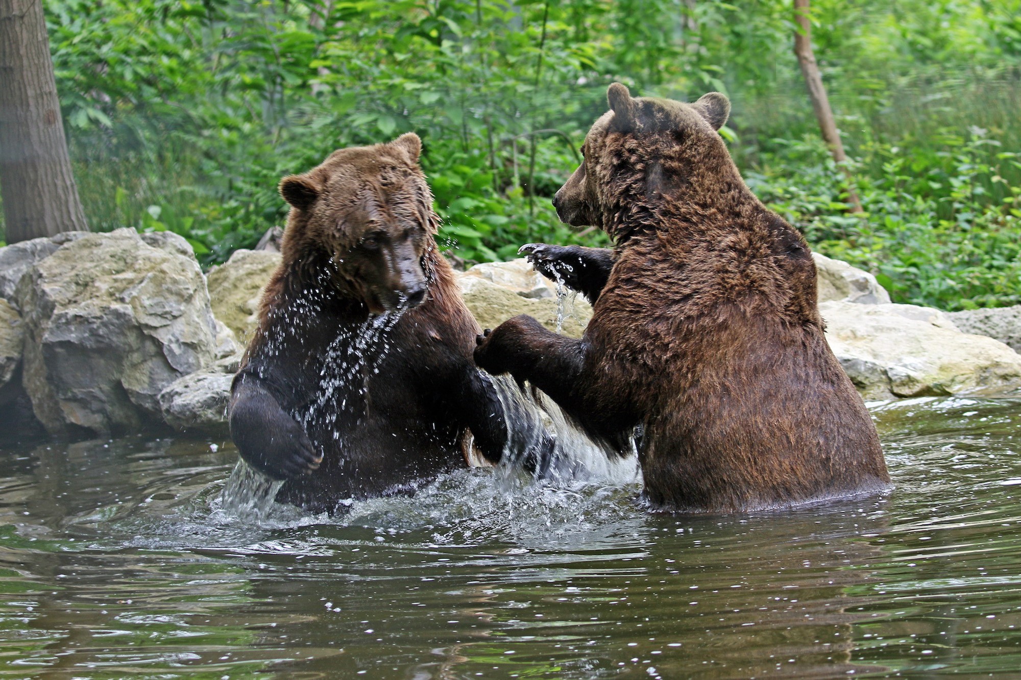 Bears2.JPG