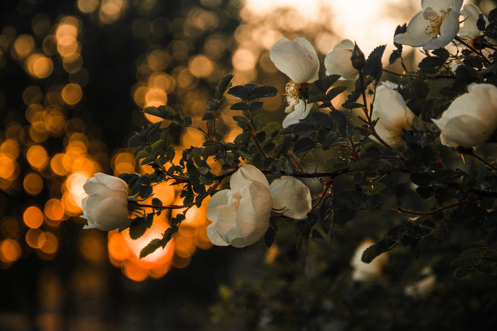 Pexels Photo 1122638