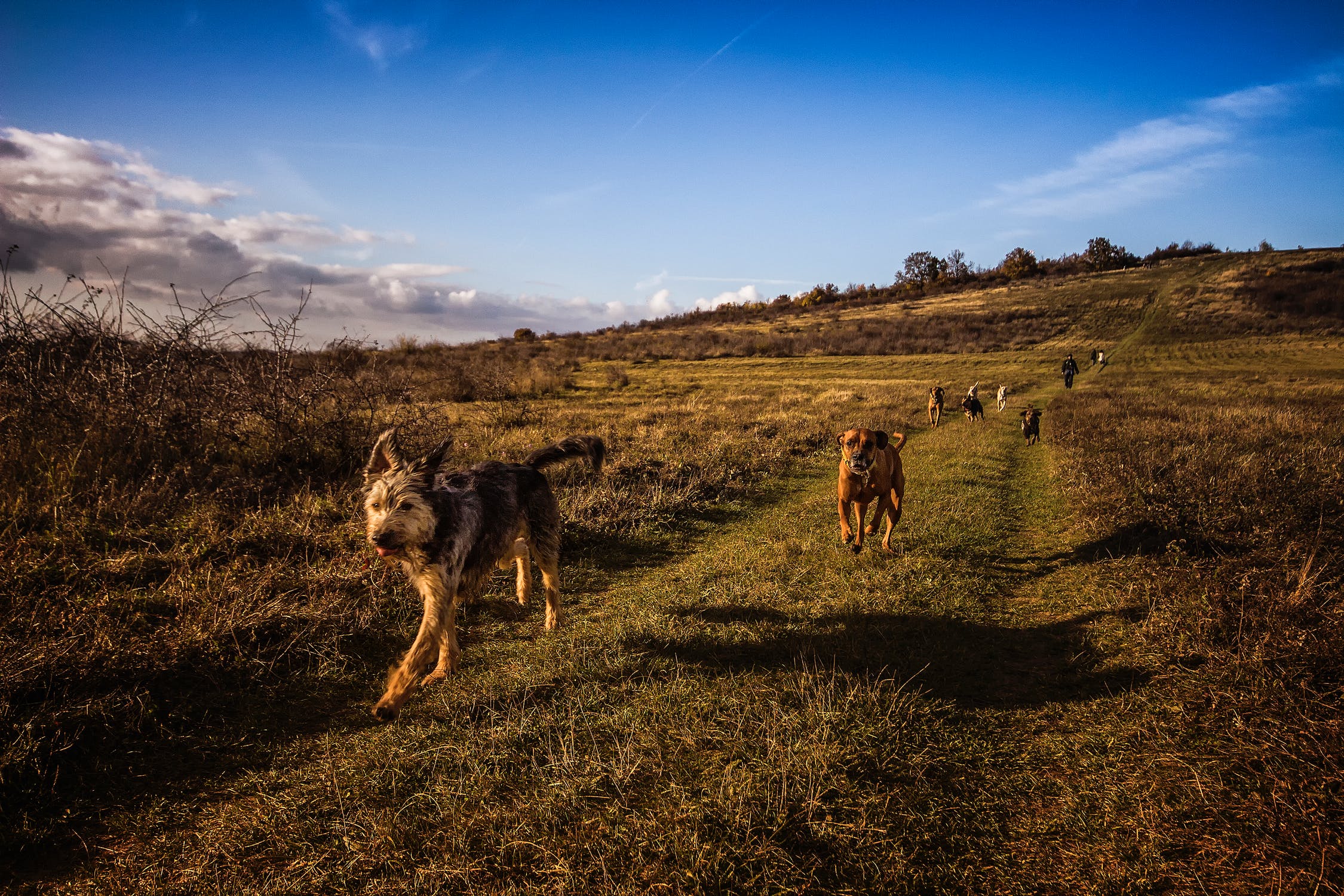 Instagram Dogs